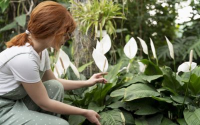 How to Implement a Successful Corporate Plant Program