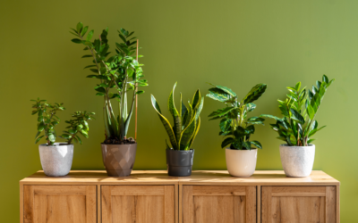Indoor Plants for Mental Health: How Greenery Can Reduce Stress and Anxiety