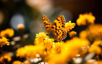 Transforming Your Garden into a Pollinator Paradise: Plants That Attract Bees and Butterflies