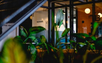 Expert Tips for Successful Office Plant Installation and Maintenance
